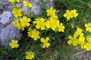 Helianthemum nummularium (3) (1200 x 799).jpg_product_product